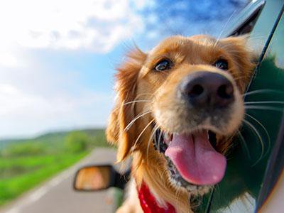 Local Area Guide https://bookbigsky.icnd-cdn.com/images/thingstodo/shutterstock_407893192.jpg